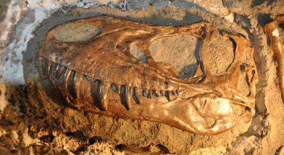 Ученые нашли самый древний организм со скелетом