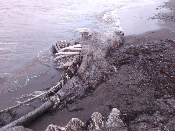 Ученые занялись изучением "сахалинского чудовища"