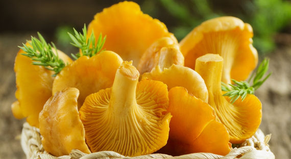Минсельхоз предлагает отчитаться о собранных грибах и ягодах