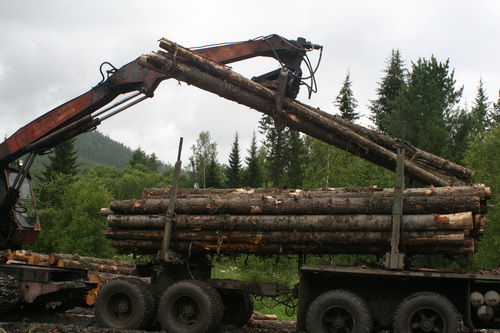 Объемы восстановления леса превышают объемы рубок в Хакасии