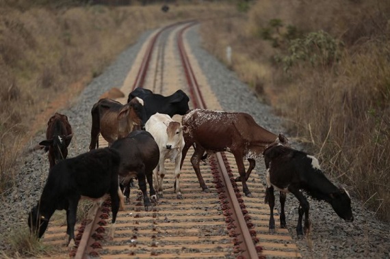 В Хакасии три коровы попали под поезд