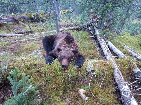 Агрессивного медведя, убившего подростка в Ергаках, застрелили