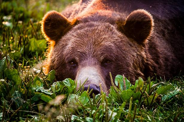 Медведь напал на туристов и ранил десятилетнего мальчика