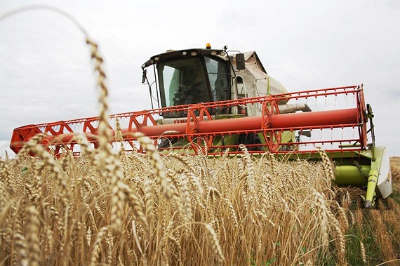 До последнего зерна: в Хакасии все еще убирают урожай