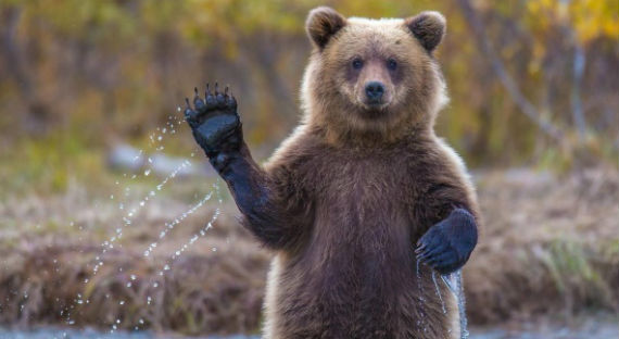 В Кемеровской области медведь напал на пасечника