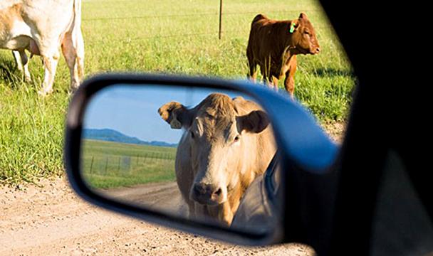 В Хакасии водитель врезался в корову: машина искорежена, животное погибло
