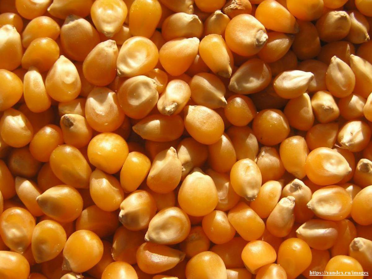 Россельхознадзор запретит ввоз сои и кукурузы из США