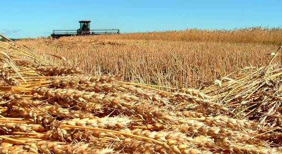 СМИ: Россия второй год подряд собирает рекордный урожай пшеницы