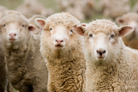 В Ширинском районе пойман похититель овец