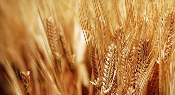 Турция опровергает введение ограничений на поставки пшеницы