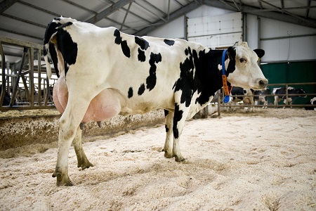 В Хакасии начнут разводить породу самых высокоудойных в мире коров