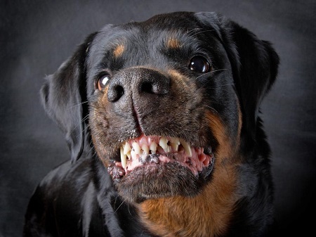 В Красноярском крае хозяин собаки заплатит 200 тысяч рублей за ее зубы