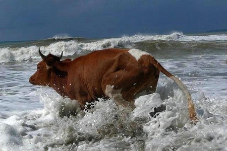 В Польше решительная корова спаслась от бойни и уплыла на остров