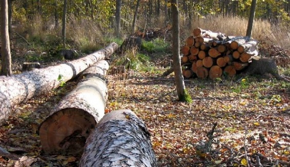 В Красноярском крае полицейский попался на незаконной рубке леса