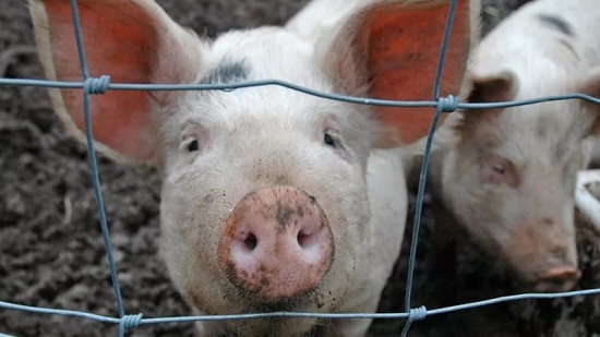 В Хакасии прошло экстренное совещание из-за вспышки африканской чумы свиней