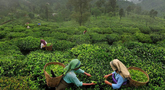 Экономисты пообещали рост цен на индийский чай
