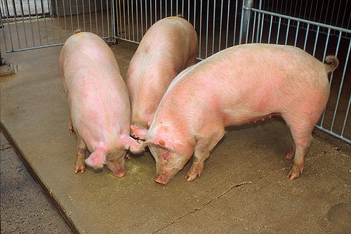 В Хакасию не пустили потенциально опасный корм для свиней