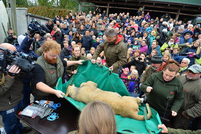 Веселые картинки: в Дании публично освежевали льва (ВИДЕО)