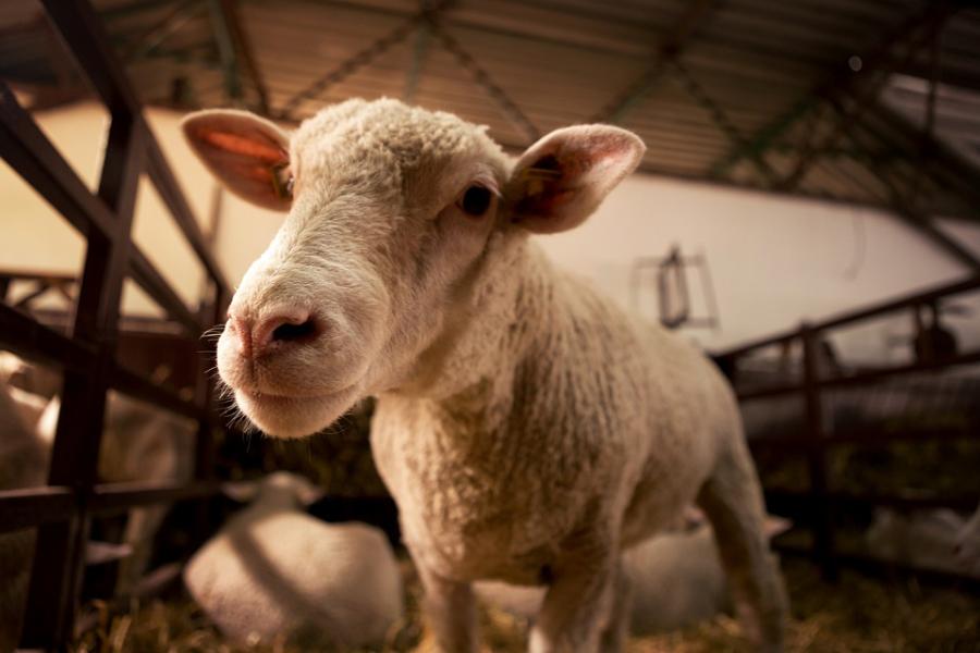 Похититель овец найден в Хакасии