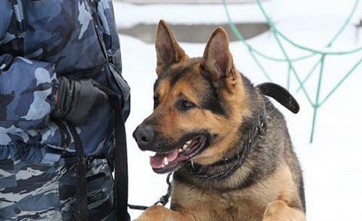 В Черногорске пес помог раскрыть кражу мусорного бака