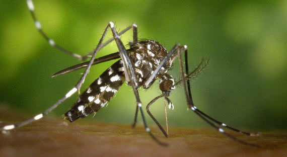 Южные комары несут в Россию смертельные болезни