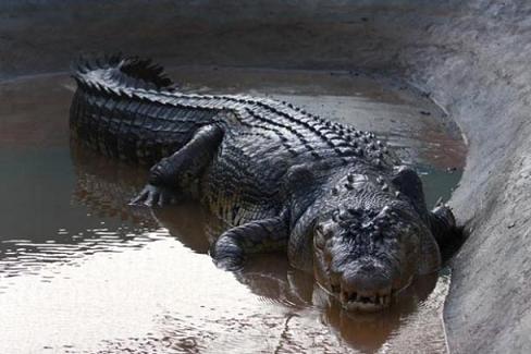В индийскую реку Ганг выпустили четырехметрового крокодила-людоеда
