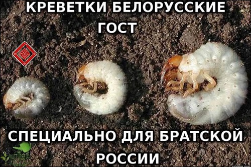 В российском «Рыбном союзе» признали белорусские креветки