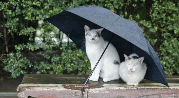 Погода в Хакасии 17 апреля: Снова ждем дождя
