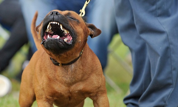 В Хакасии хозяину собак, которые насмерть загрызли ребенка, дали год тюрьмы
