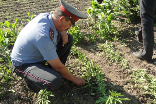 Нижегородские офицеры МВД торговали марихуаной