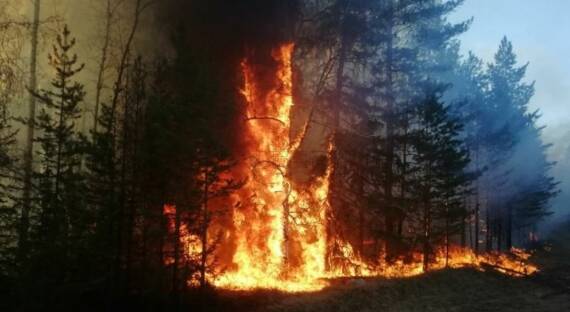 Цыденов: Причиной одного из лесных пожаров в республике стал поджог