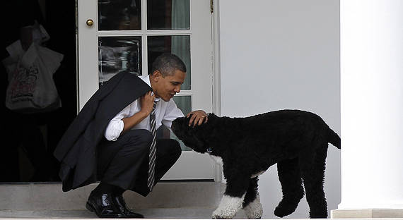 Собака Обамы укусила посетительницу Белого дома в лицо