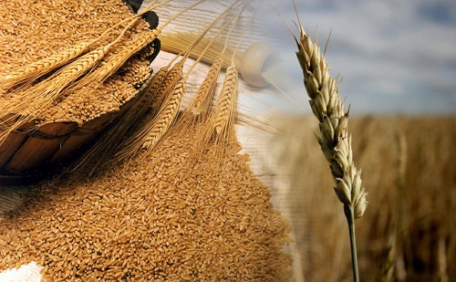 Россия наращивает торговлю пшеницей по всему миру