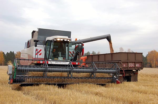 Красноярские аграрии приступили к уборке урожая