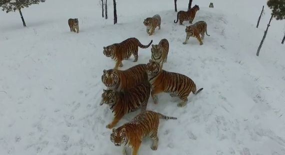 Тигры в китайском заповеднике научились сбивать беспилотники (ВИДЕО)