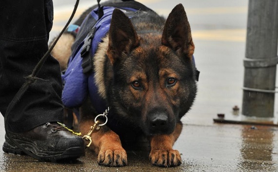 В Хакасии служебная собака привела полицию к поджигателю сена