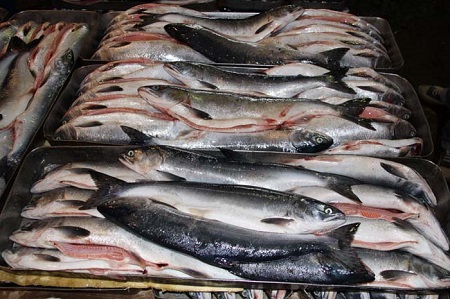 Цены в Хакасии за неделю: рыба на «крючок» 8 марта не «клюет»