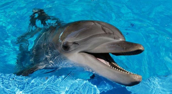 В Новосибирске завершается строительство дельфинария