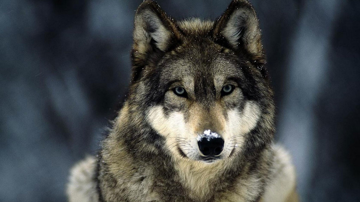 Волки или одичавшие собаки погубили 80 овец в Хакасии