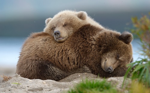 Российских медведей сочли угрозой для фанатов на чемпионате мира-2018
