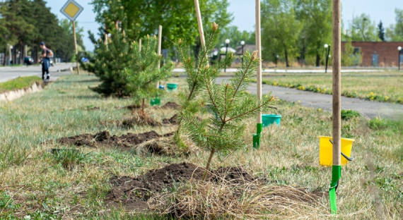 В Черногорске заложили аллею памяти медиков, погибших из-за COVID-19