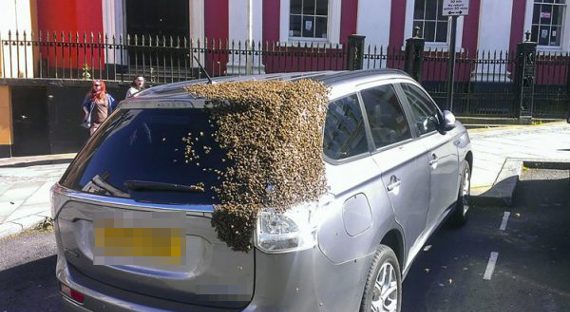 Британка два дня не могла убежать от пчел (ФОТО)