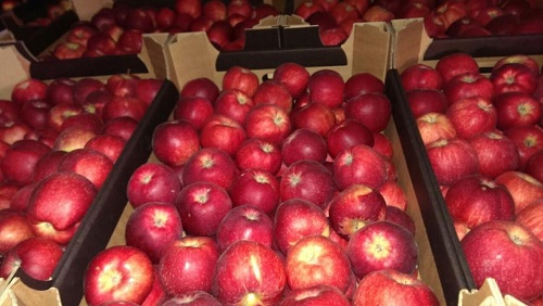 Белоруссия продает в Россию яблок и грибов больше, чем выращивает…