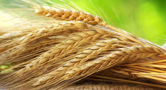 Египет может отказаться от российской пшеницы из-за спорыньи