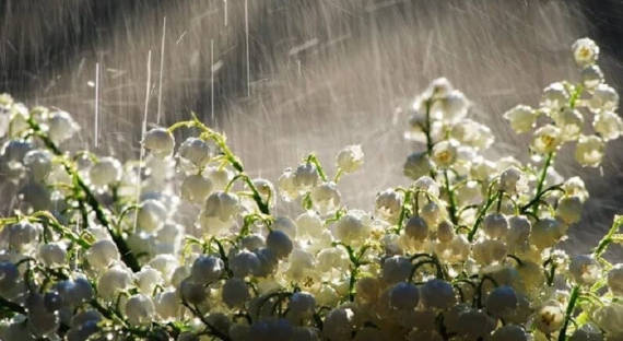 Погода в Хакасии 16 мая: В республике дождливо