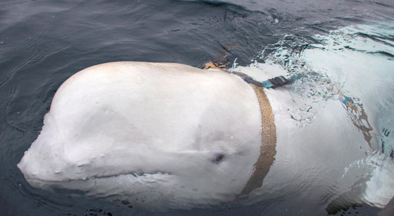 Норвежские эксперты заподозрили кита в работе на Россию