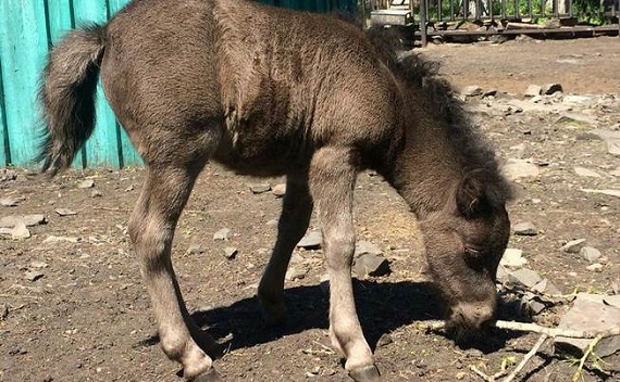 В Хакасии всем миром выбирают имя новорожденному пони