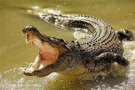 Крокодил откусил часть конечности справлявшему в океан нужду туристу