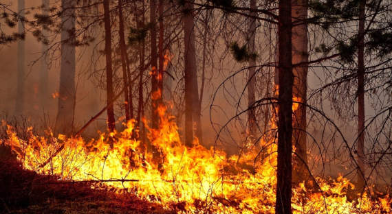 В Красноярском крае за сутки ликвидировали 11 лесных пожаров
