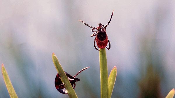 Не смотря на прохладную погоду, клещи в Хакасии всё ещё активны